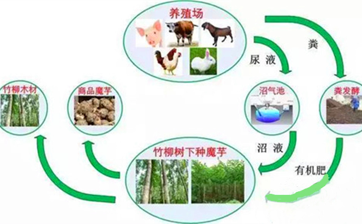 “種養循環”新模式拓寬農民增收路 